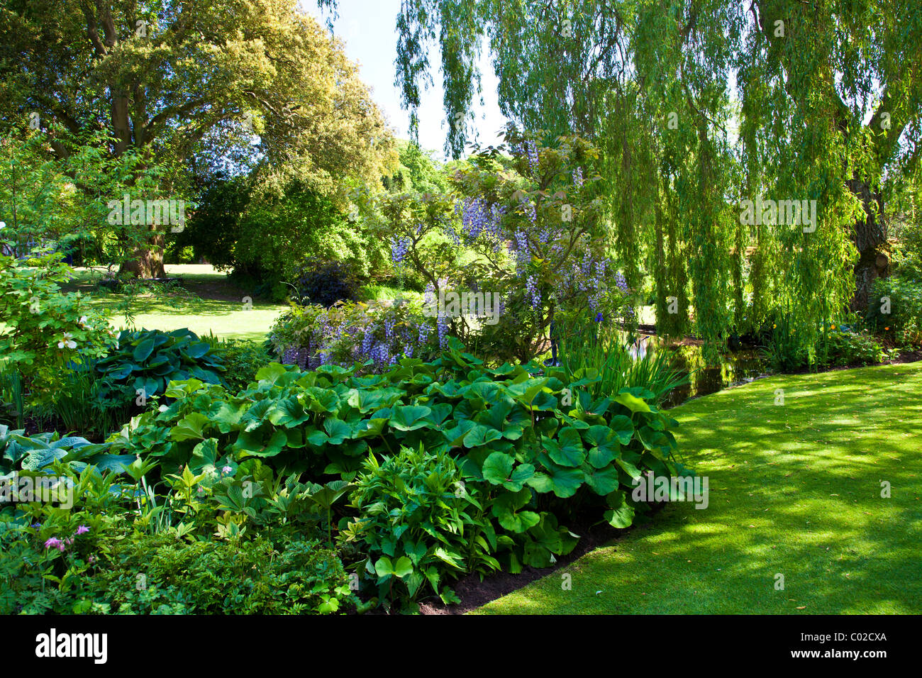 Bank von dekorativen Gartenteich in einem englischen Landhaus-Garten mit Trauerweide oder Glyzinien und Riesen Rhabarber Gunnera manicata Stockfoto