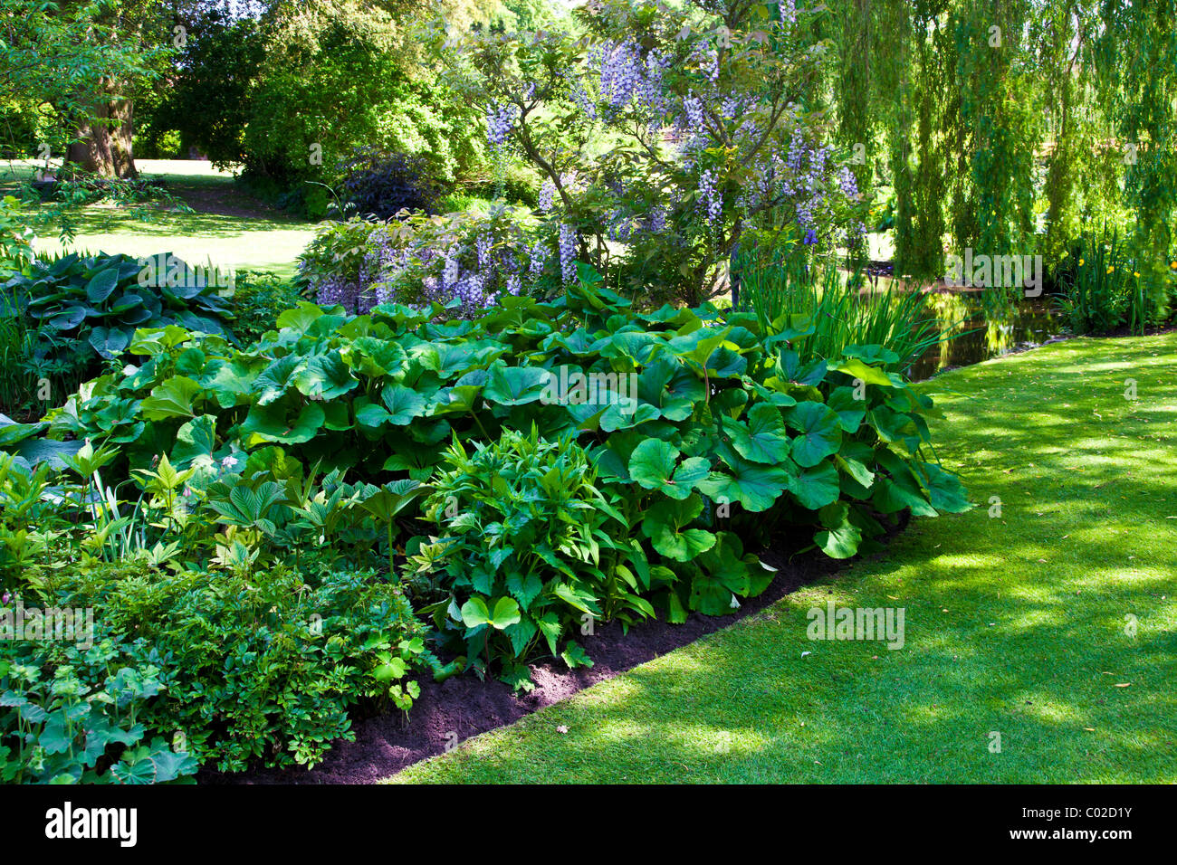 Ufer des ornamentalen Gartenteich in einem englischen Landhaus-Garten mit Trauerweide oder Glyzinien und Riesen Rhabarber Gunnera manicata Stockfoto