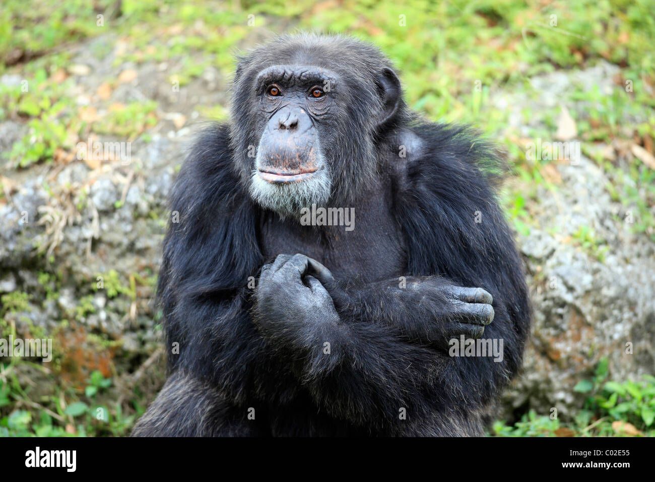 Zentralen Schimpanse (Pan Troglodytes Troglodytes), Männlich, Afrika Stockfoto