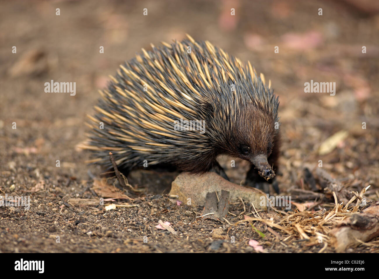 Kurzer Schnabel Echidna oder Langusten Ameisenbär (Tachyglossus Aculeatus), Erwachsene, Fütterung, Australien Stockfoto