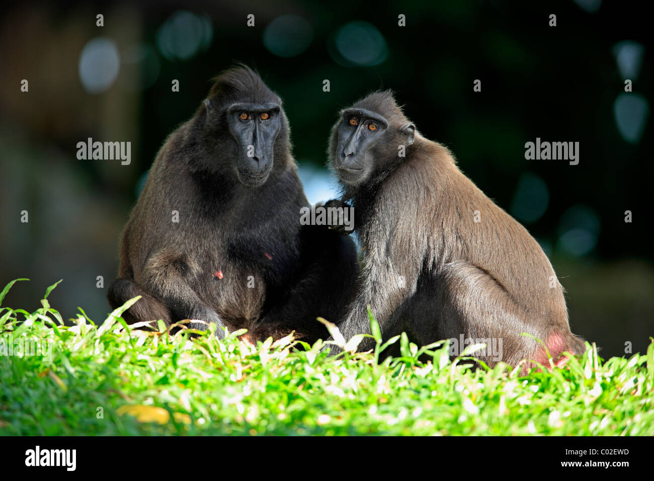 Celebes Crested Macaque(Macaca nigra), zwei weibliche Erwachsene, soziale Verhaltensweisen, Asien Stockfoto