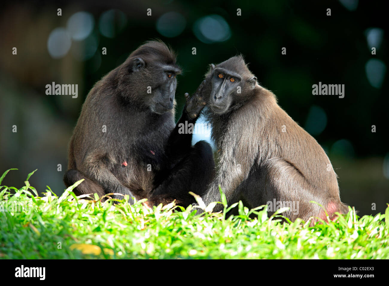 Celebes Crested Macaque(Macaca nigra), zwei weibliche Erwachsene, Pflege, soziale Verhaltensweisen, Asien Stockfoto