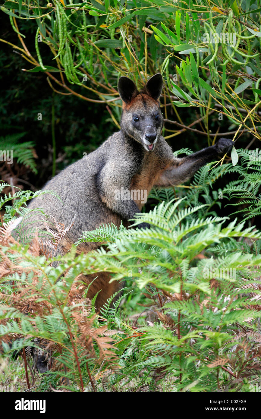 Swamp Wallaby (Wallabia bicolor), Erwachsener, Nahrungssuche, Wilson Promontory National Park, Australien Stockfoto