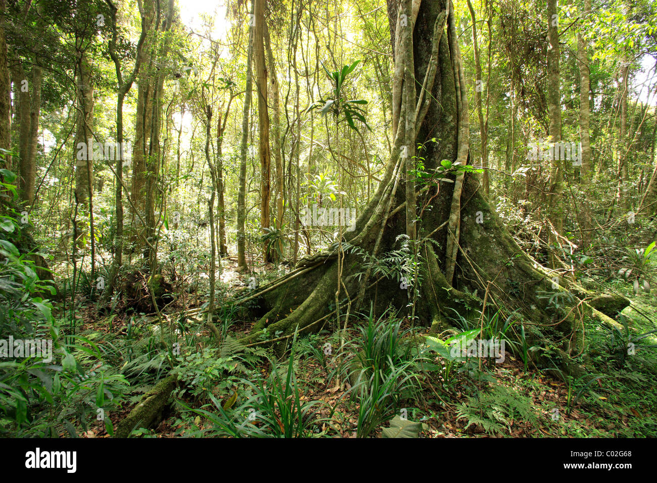Regenwald, Lamington Nationalpark, Queensland, Australien Stockfoto
