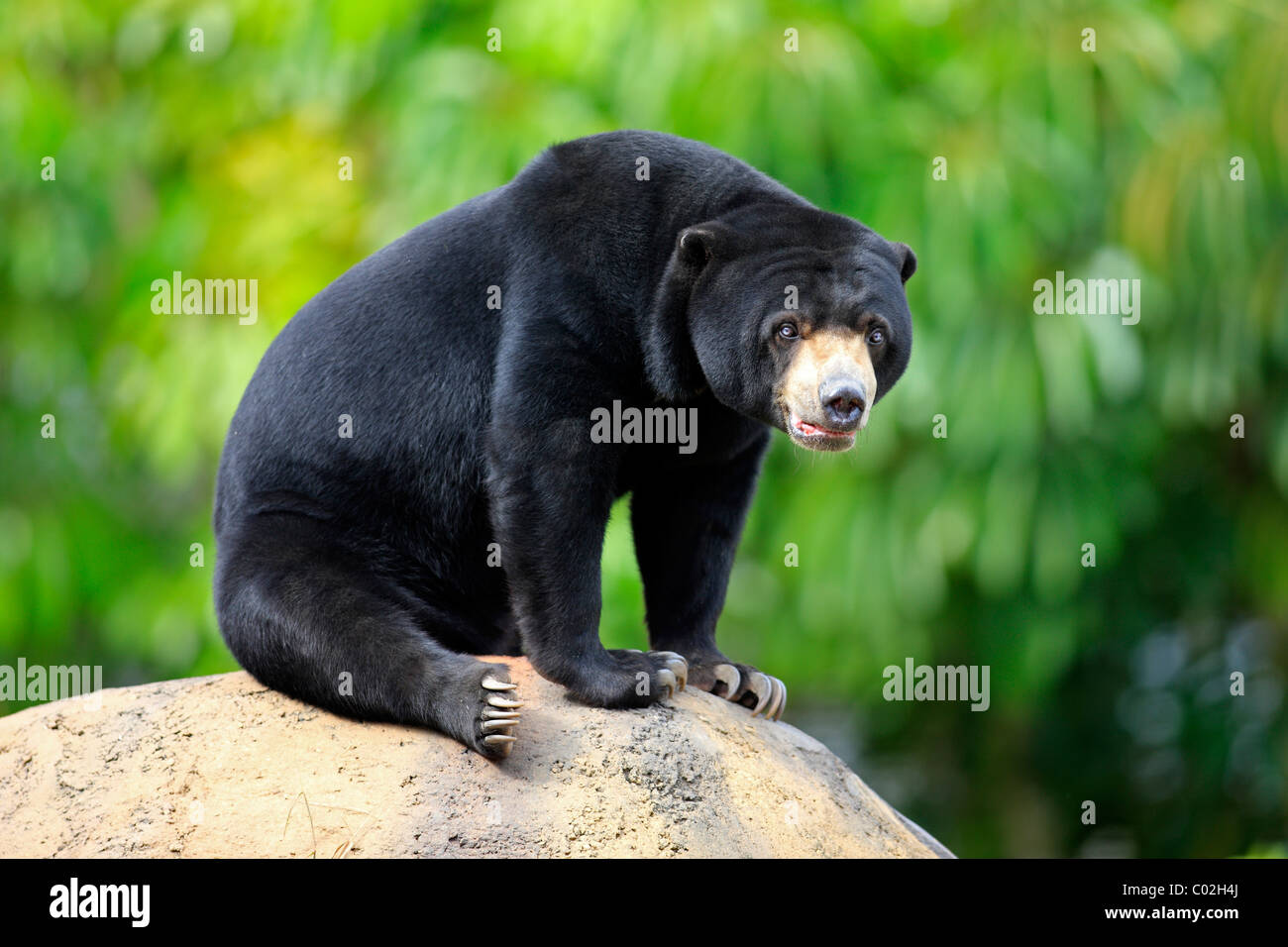 Sun Bear (Helarctos Malayanus), männlichen Erwachsenen, Asien Stockfoto