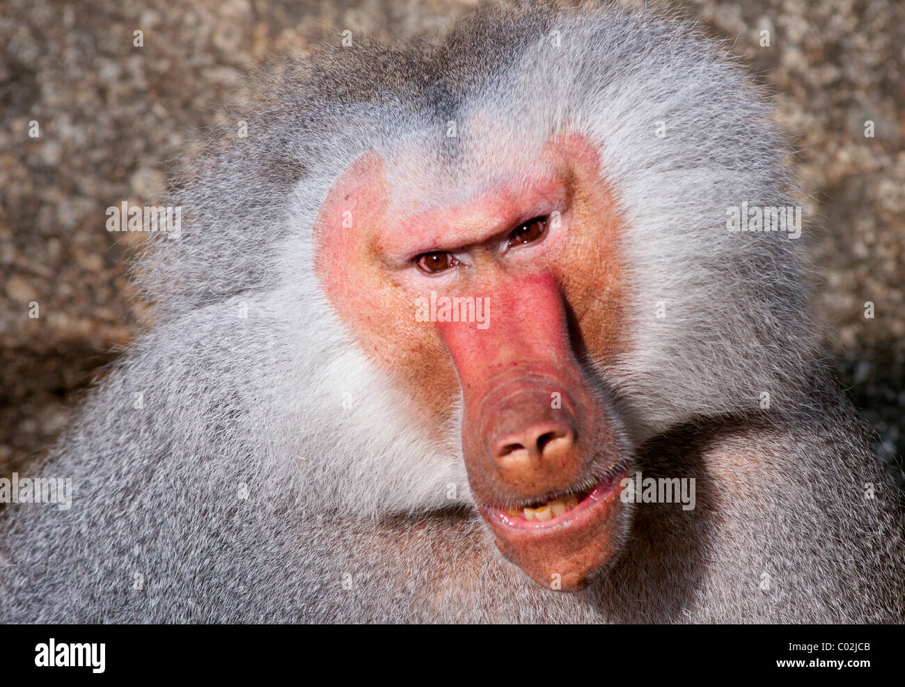 Papio Hamadryas Pavian männlichen Äthiopien Afrika Stockfoto