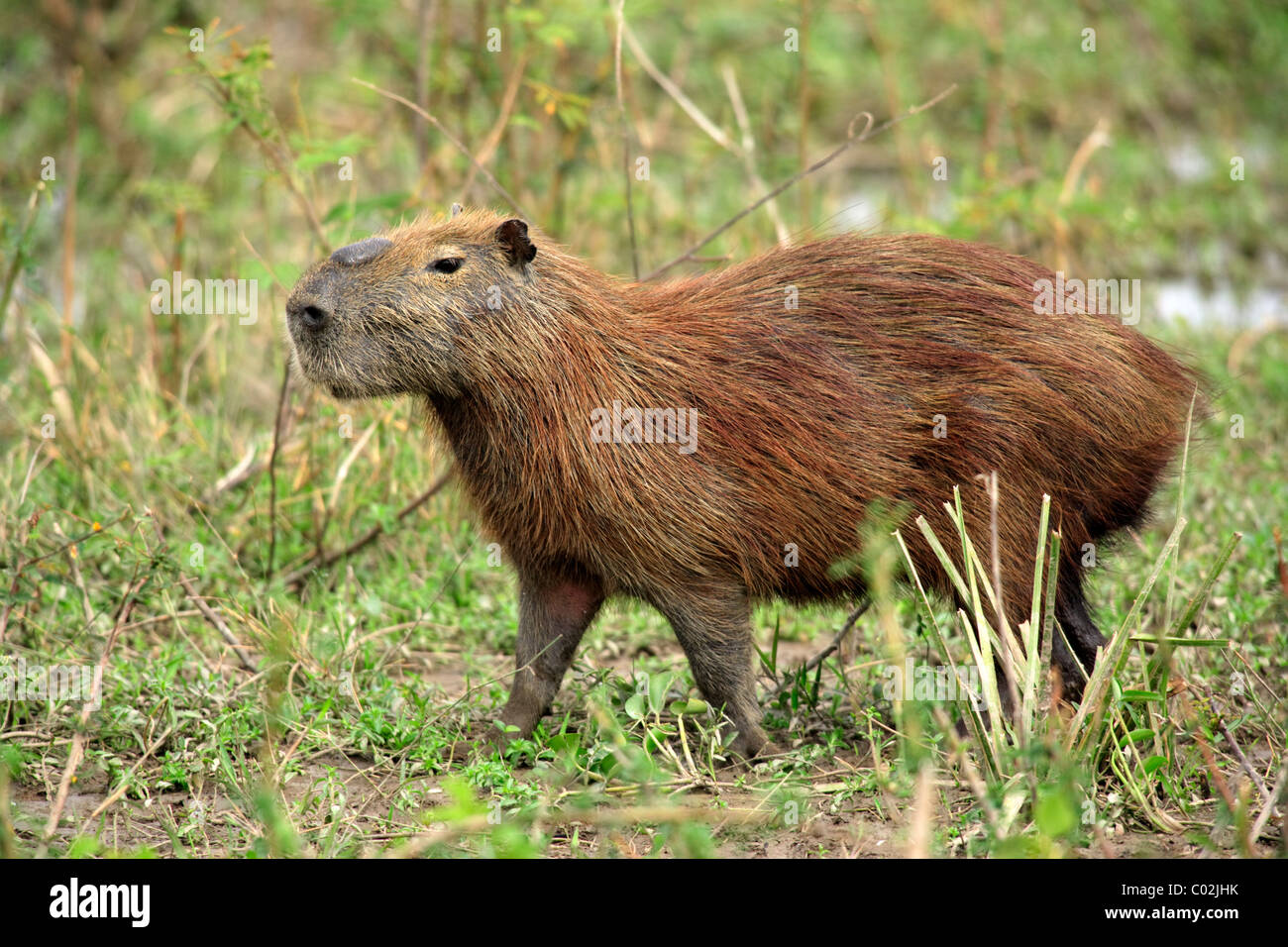 Wasserschwein (Hydrochoerus Hydrochaeris), Erwachsene, Feuchtgebiet Pantanal, Brasilien, Südamerika Stockfoto