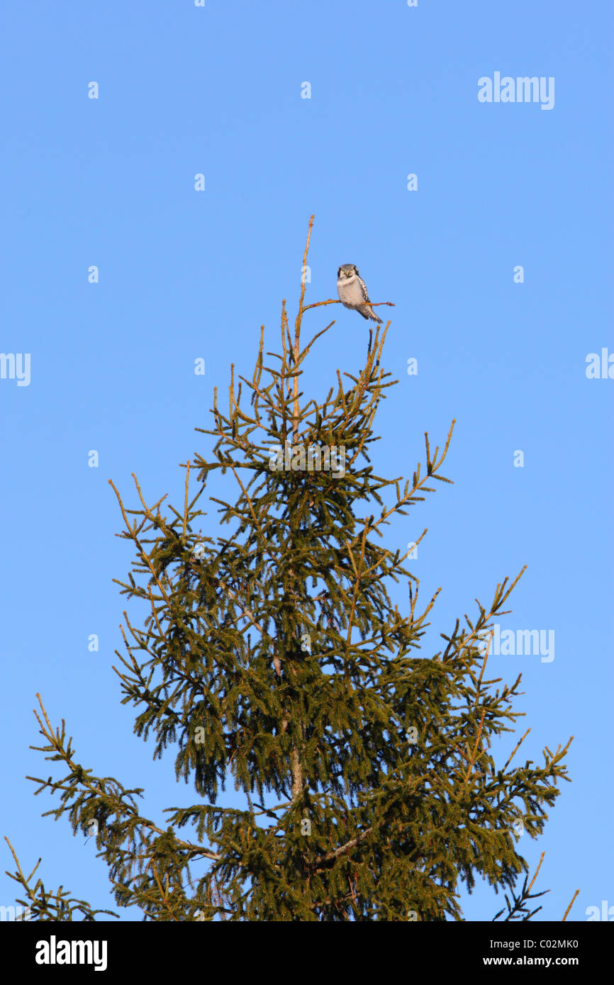 Wilden nördlichen Sperbereule (Surnia Ulula) an der Spitze des Baumes. Europa Stockfoto