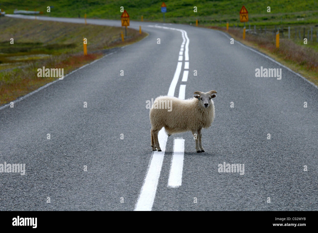 Schaf stehend in der Mitte einer Straße, Island, Europa Stockfoto