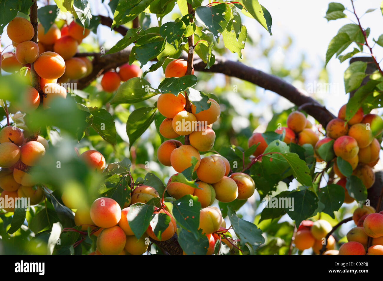 Reife Aprikosen auf Aprikosenbaum (Prunus Armeniaca), Wachau, Waldviertel, Niederösterreich, Österreich Stockfoto