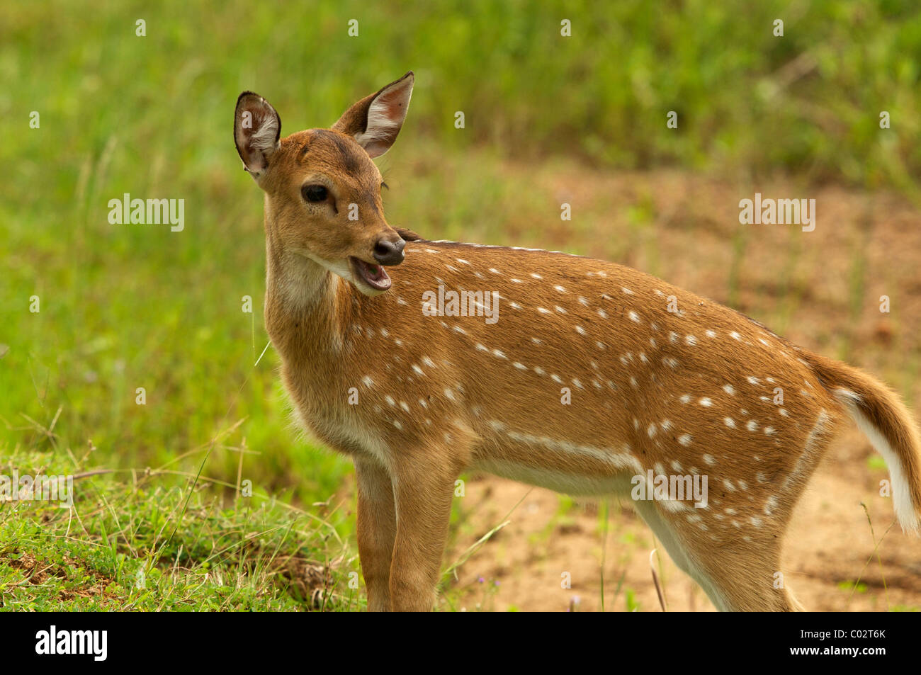 Eine weibliche Hirsche Yala-Nationalpark Sri Lanka entdeckt Stockfoto