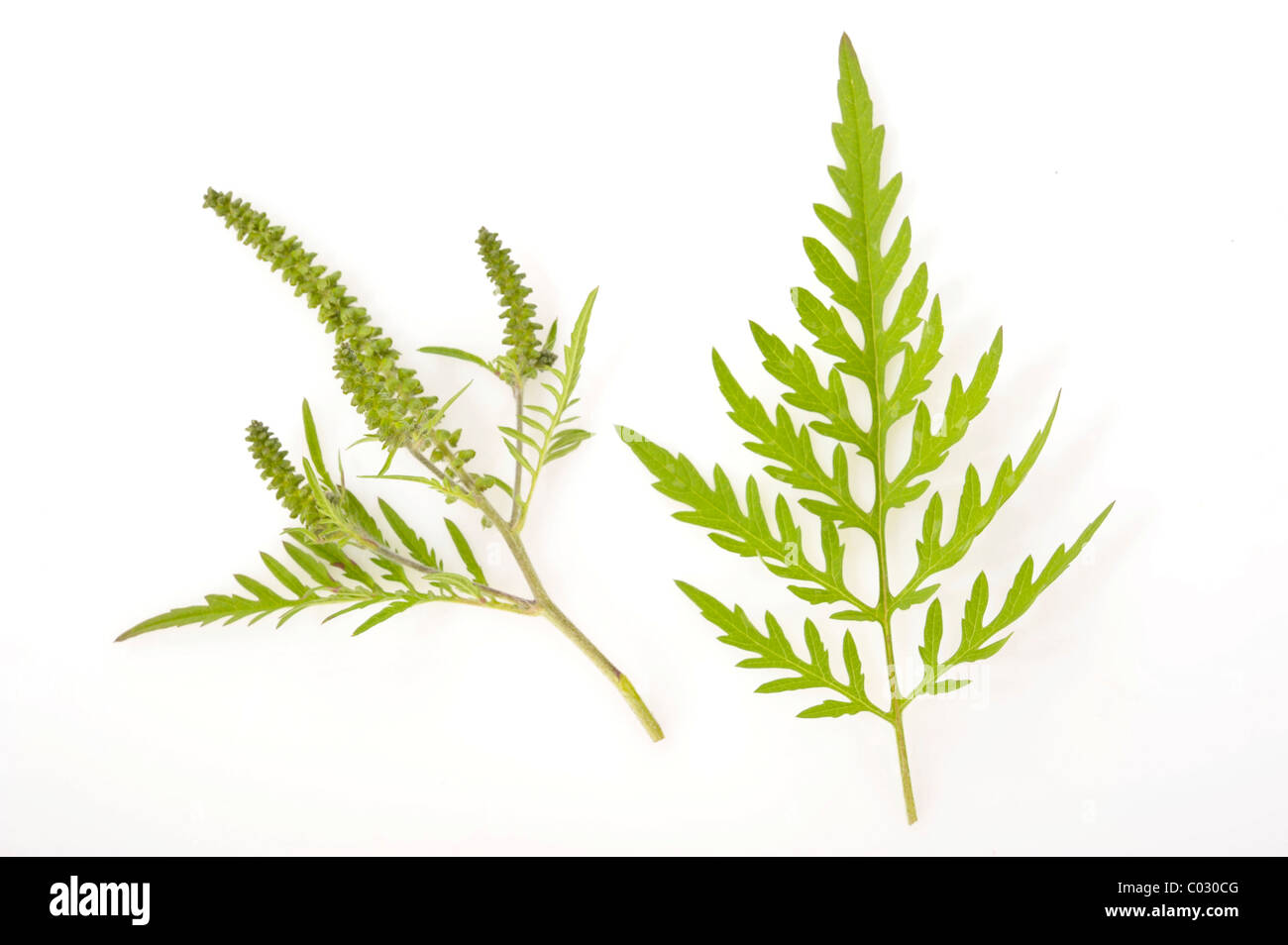 Beifußblättrige Ambrosie (Ambrosia Artemisiifolia), eine stark allergieauslösende Pflanze Stockfoto