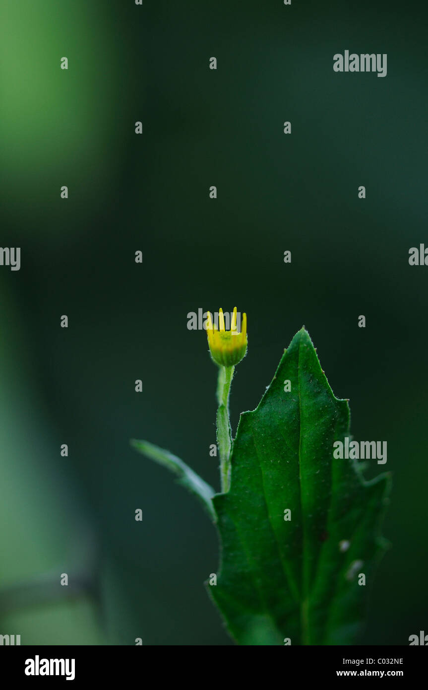 Künstlerische Blick auf Blume und Blatt Stockfoto
