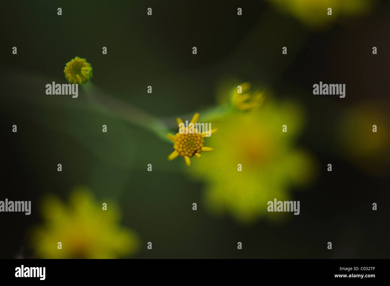 Künstlerische Blick auf eine Blume und Knospen Stockfoto