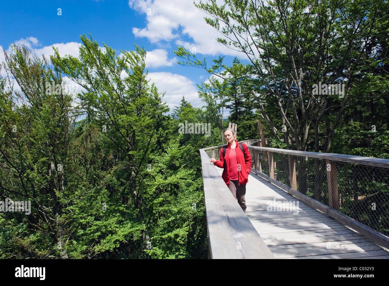 Treetop Walkway, Nationalpark Bayerischer Wald, Neuschoenau, Niederbayern, Deutschland, Europa Stockfoto