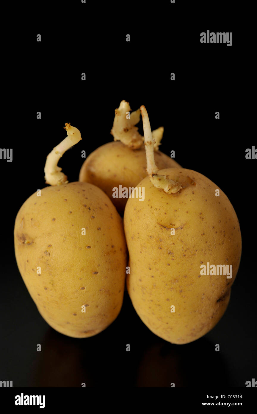 Keimende Kartoffeln (Solanum Tuberosum) Stockfoto