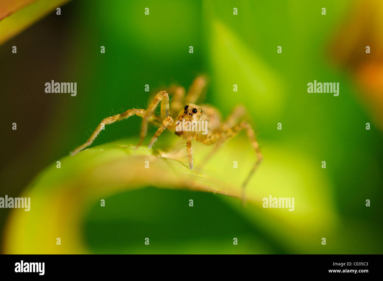 Mikro-Ansicht einer Spinne auf einem Blatt Stockfoto