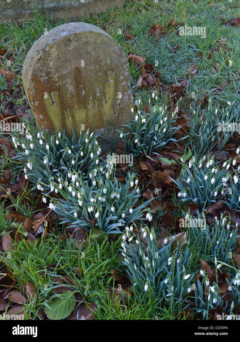 Ein kleiner Grabstein mit Schneeglöckchen in einem Friedhof. Stockfoto