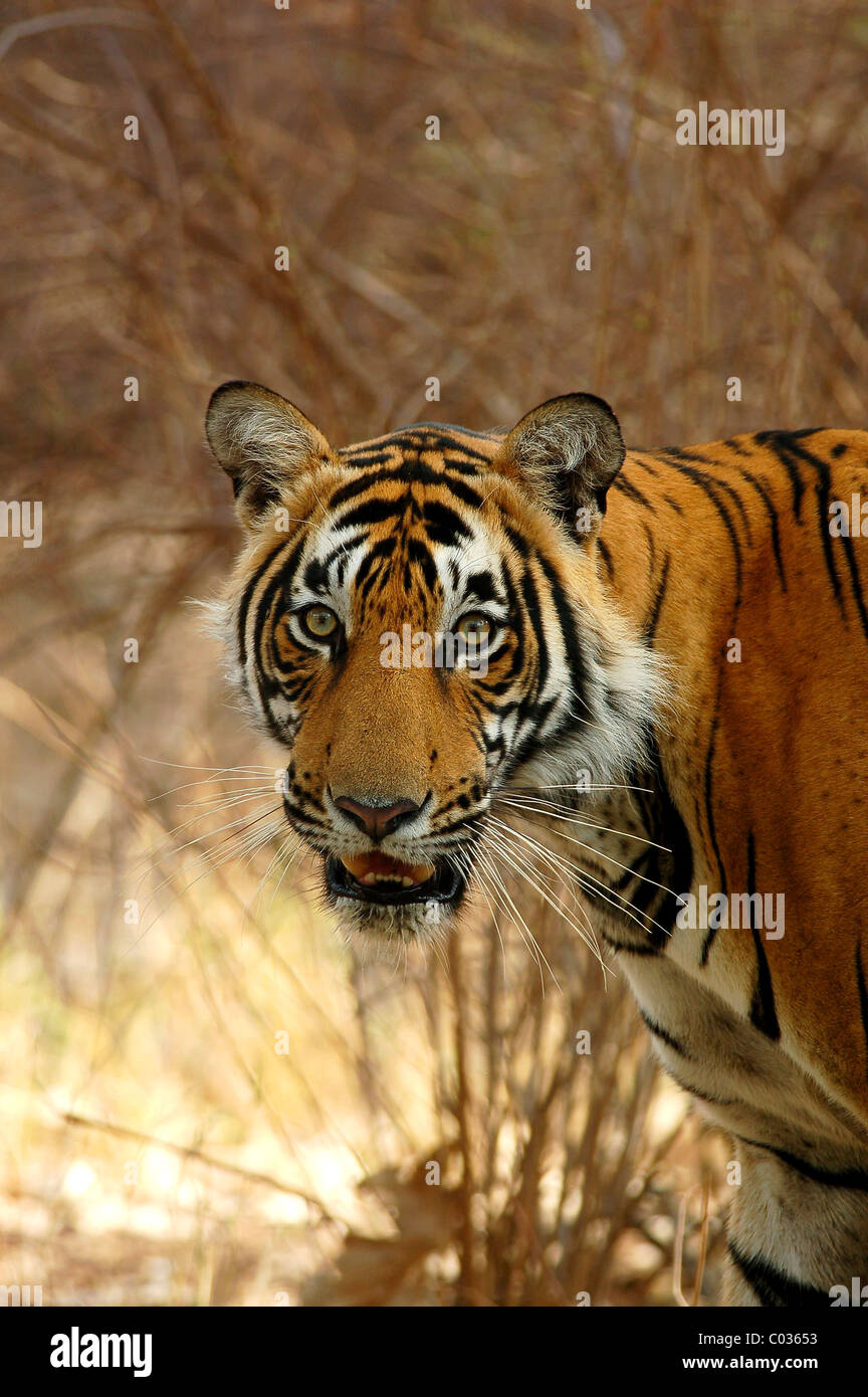 Gesicht Porträt einer Heranwachsenden männlichen Bengal Tiger in Ranthambhore Tiger Reserve, Rajasthan, Indien Stockfoto