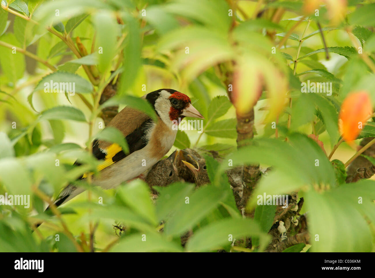 Stieglitz (Zuchtjahr Zuchtjahr bin) am Nest Stockfoto