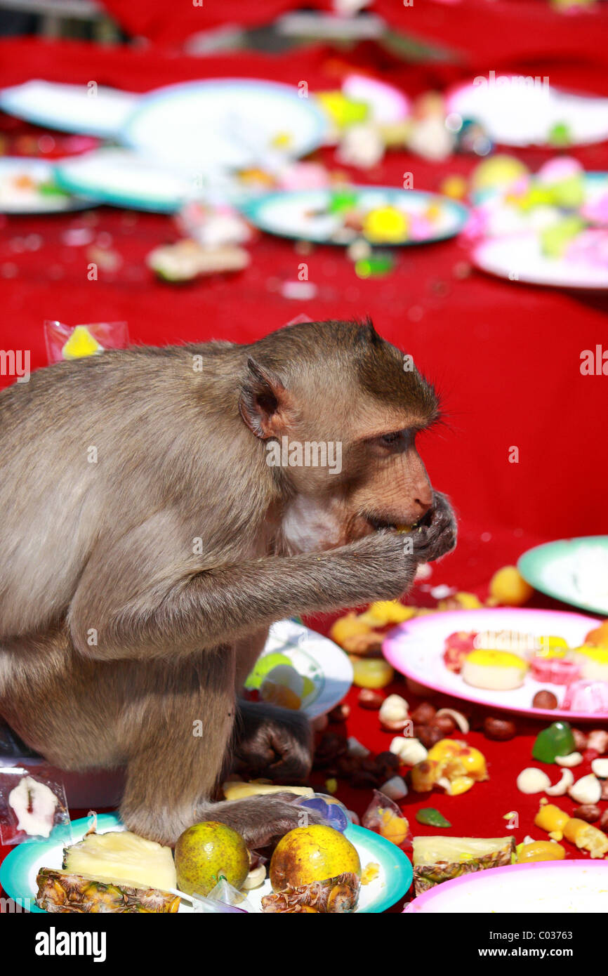 Affen Essen bei Monkey chinesischen Bankett-Festival im Praprangsamyod Lopburi Thailand Stockfoto