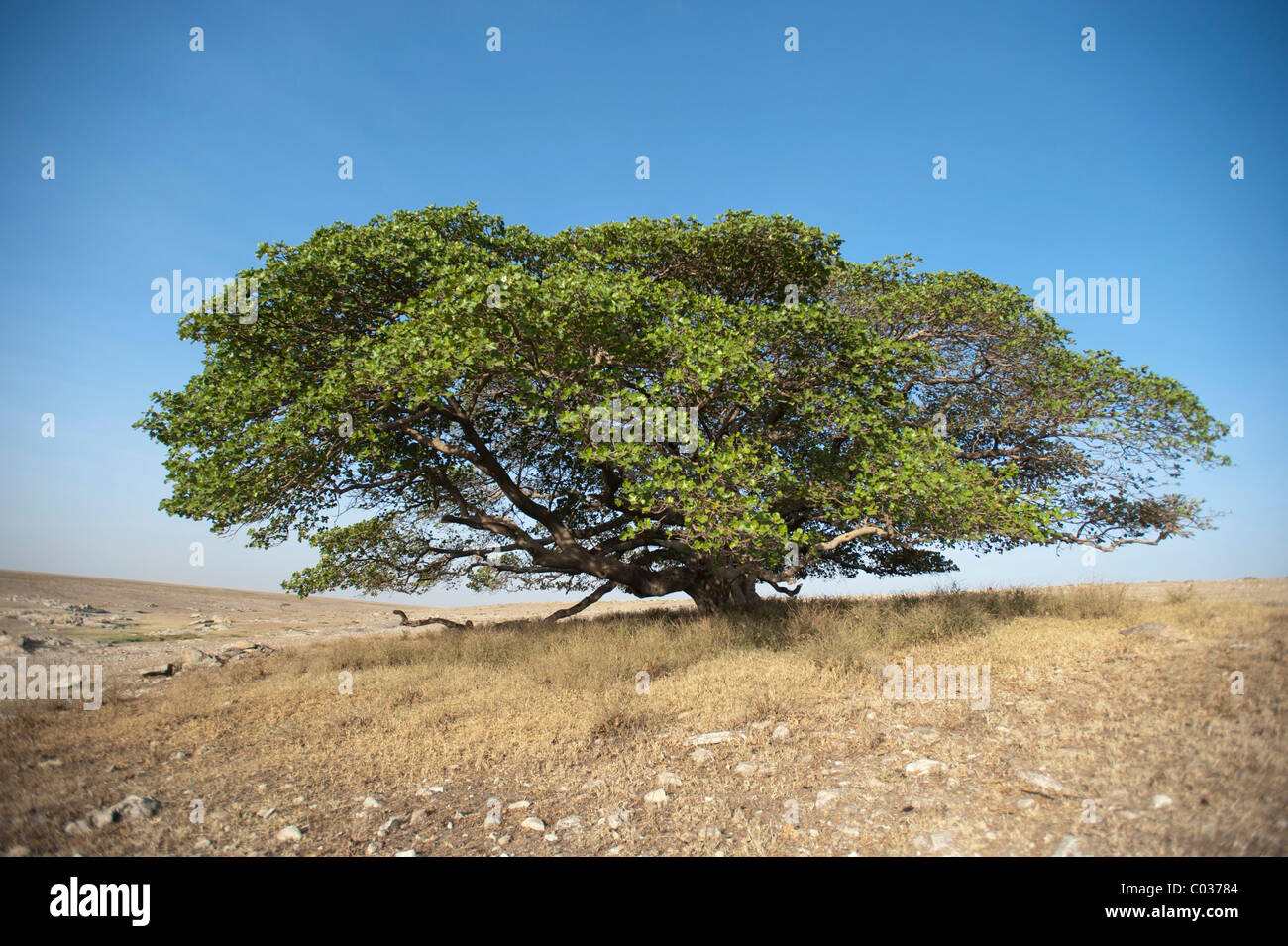 Magische Baum, großen Feigenbaum (Ficus), Ngorongoro Conservation Area, Tansania, Afrika Stockfoto