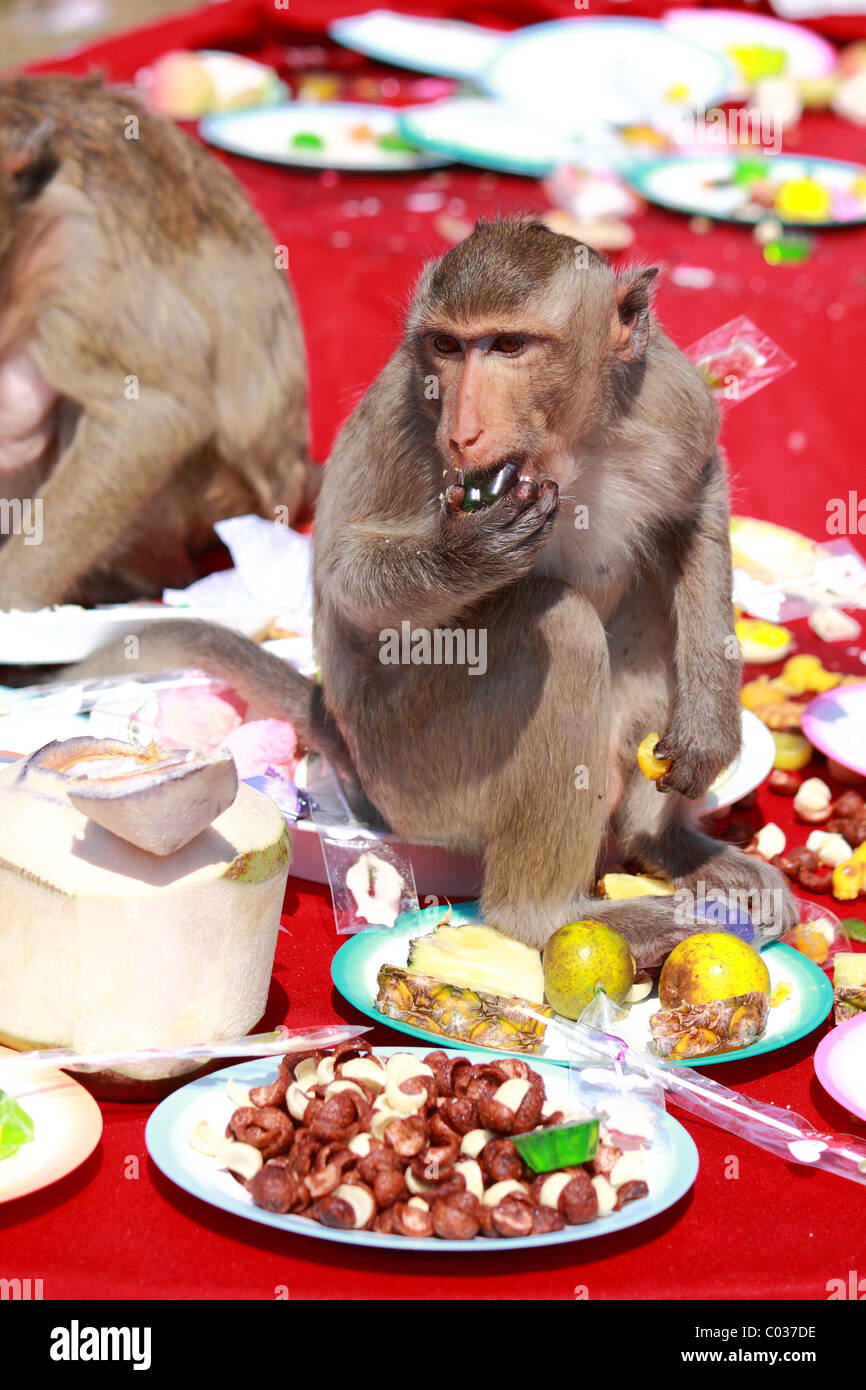 Affen Essen bei Monkey chinesischen Bankett-Festival im Praprangsamyod Lopburi Thailand Stockfoto