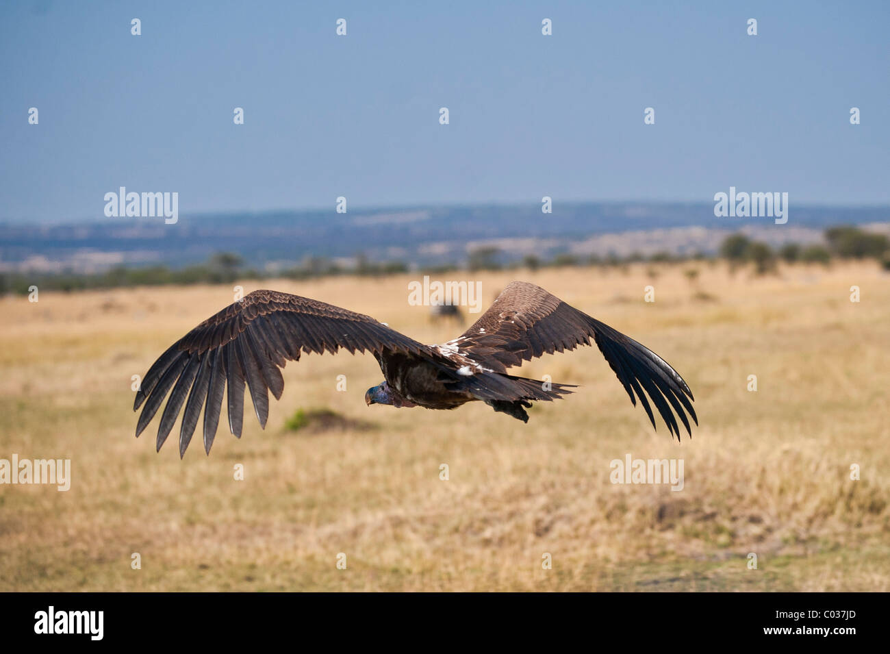 Weißrückenspecht Geier (abgeschottet Africanus), Serengeti Nationalpark, Tansania, Afrika Stockfoto