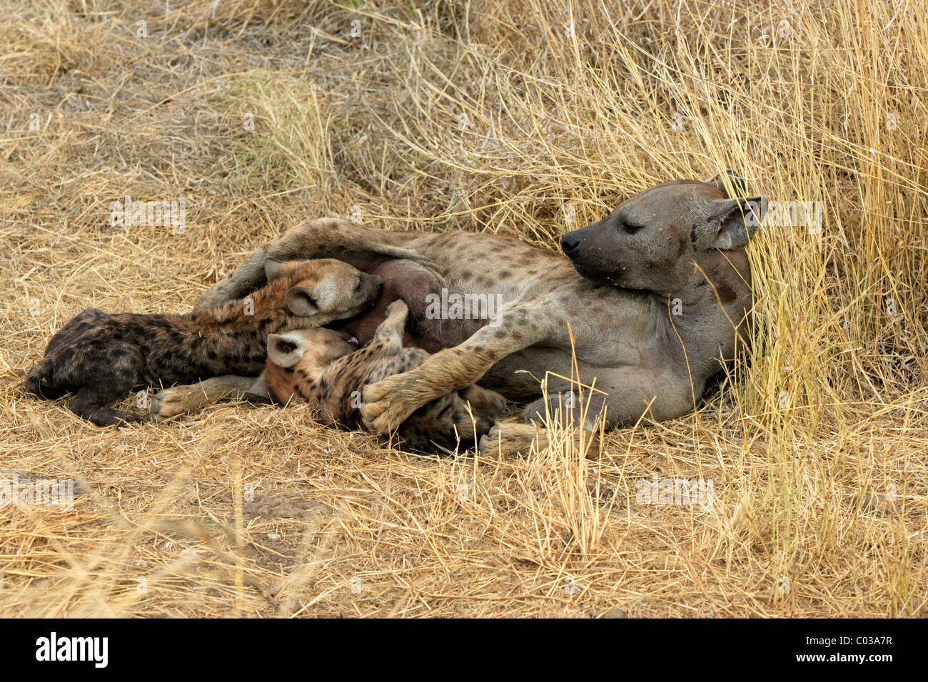 Beschmutzte Hyänen (Crocuta Crocuta), füttern Weibchen adult ihre jungen, Krüger Nationalpark, Südafrika, Afrika Stockfoto