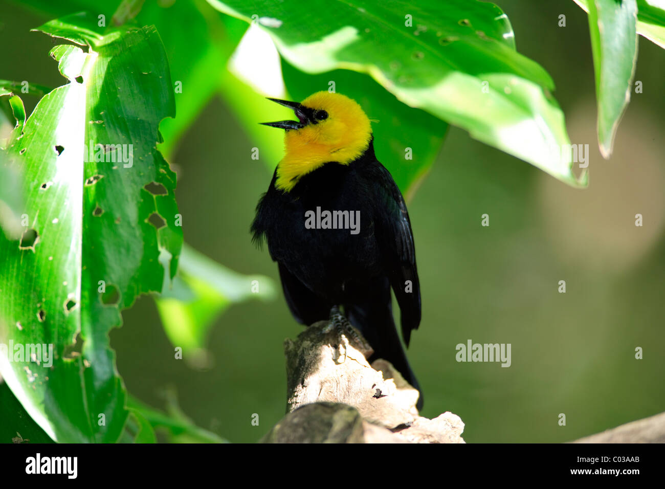 Gelb-vorangegangene Amsel (Xanthocephalus) singen in einem Baum, USA, Nordamerika Stockfoto