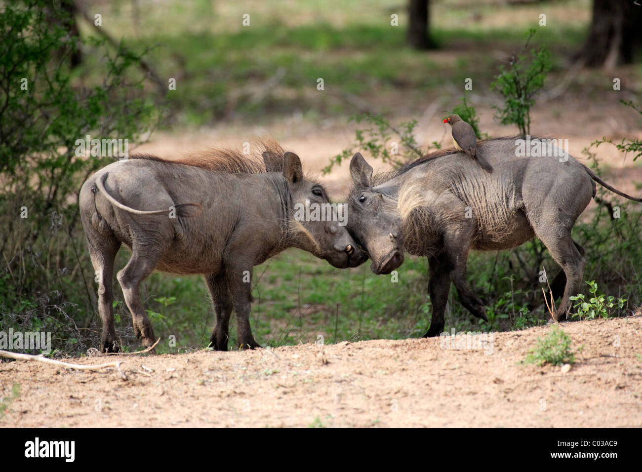 Warzenschwein (Phacochoerus Aethiopicus), juvenile Männchen kämpfen ...