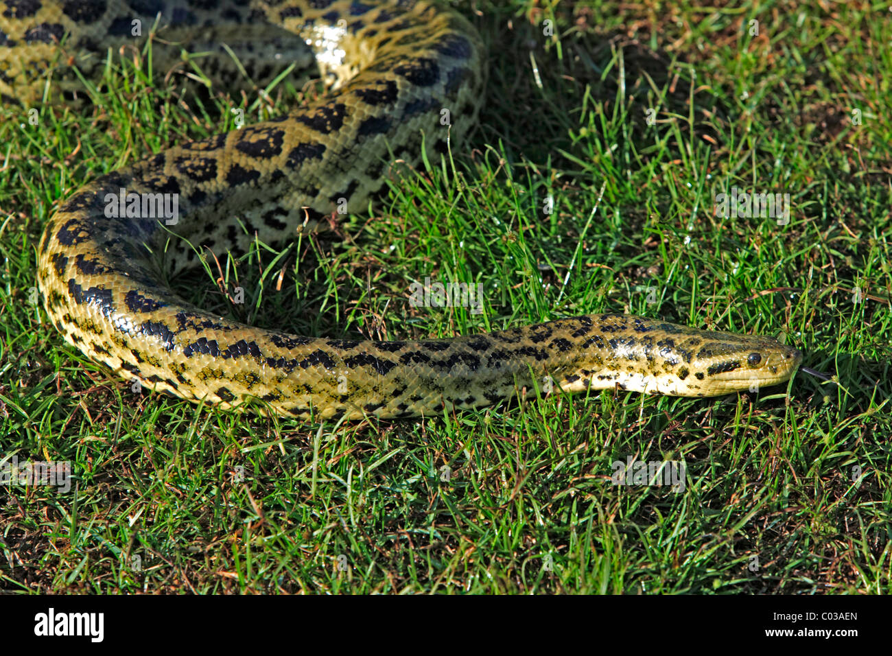 Gelbe Anakonda (Eunectes Notaeus), Pantanal, Brasilien, Südamerika Stockfoto