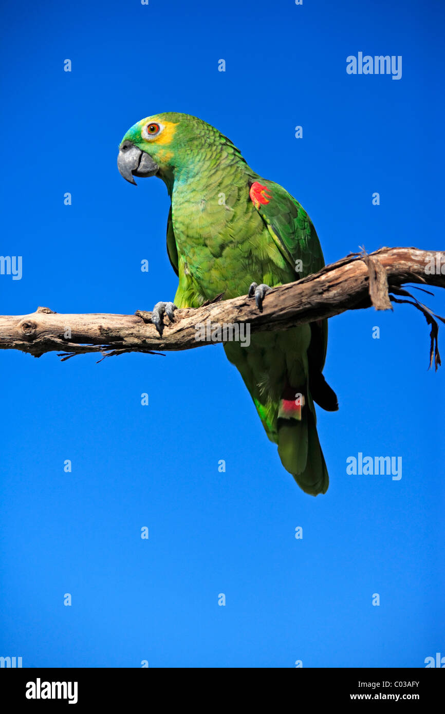 Blau-fronted Amazon (Amazona Aestiva), Erwachsenen Vogel auf einem Ast, Pantanal, Brasilien, Südamerika Stockfoto