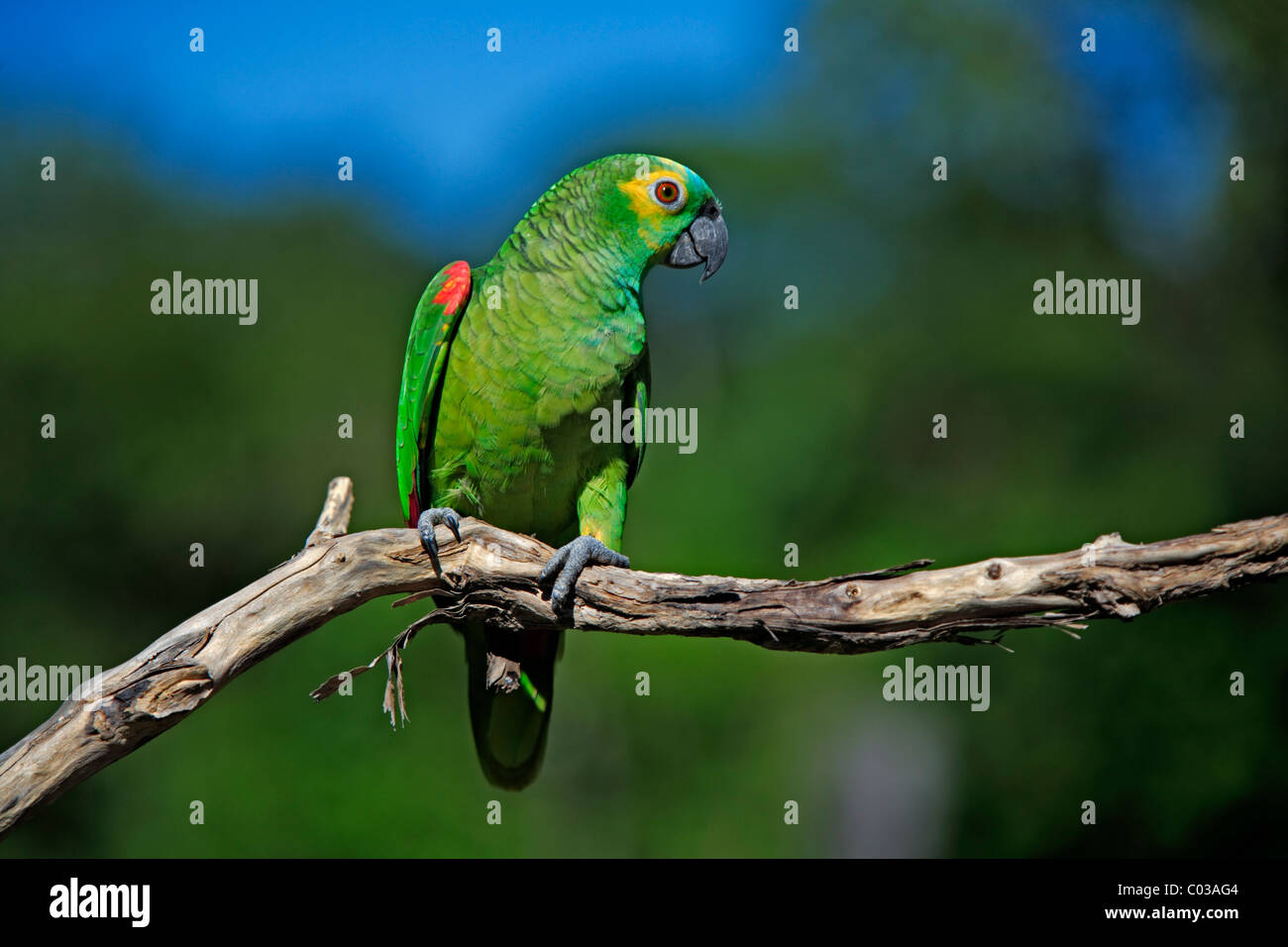 Blau-fronted Amazon (Amazona Aestiva), Erwachsenen Vogel auf einem Ast, Pantanal, Brasilien, Südamerika Stockfoto