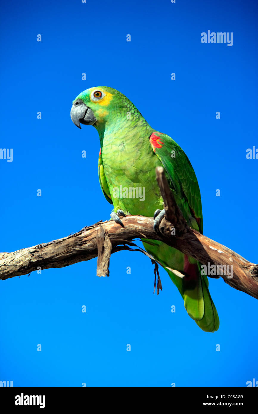 Blau-fronted Amazon (Amazona Aestiva), Erwachsenen Vogel auf einem Ast, Pantanal, Brasilien, Südamerika Stockfoto