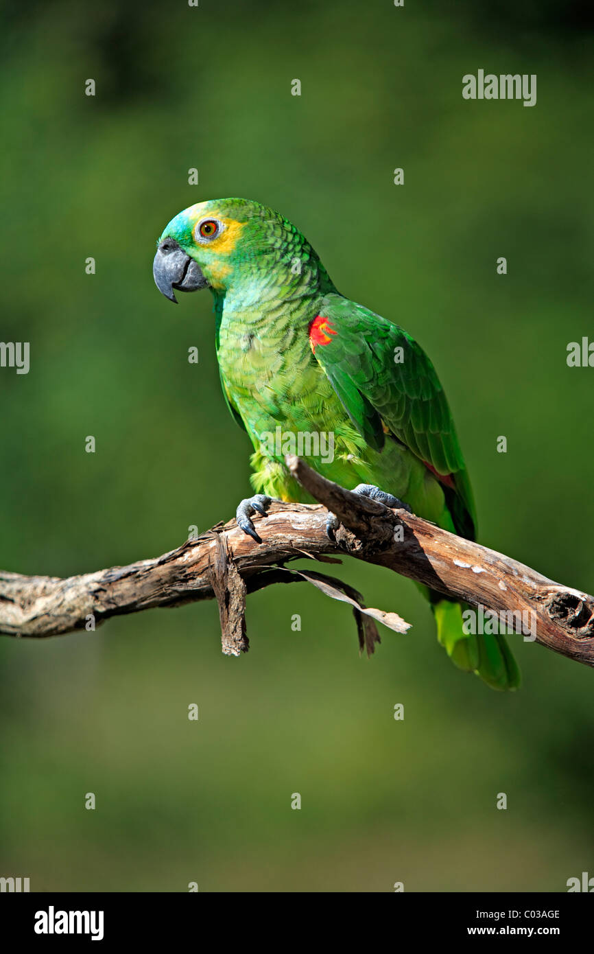Blau-fronted Amazon (Amazona Aestiva), Erwachsenen Vogel auf einem Ast, Pantanal, Brasilien, Südamerika Stockfoto