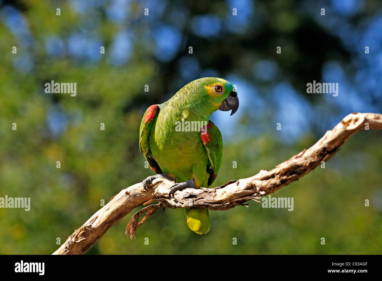Blau-fronted Amazon (Amazona Aestiva), Erwachsenen Vogel auf einem Ast, Pantanal, Brasilien, Südamerika Stockfoto
