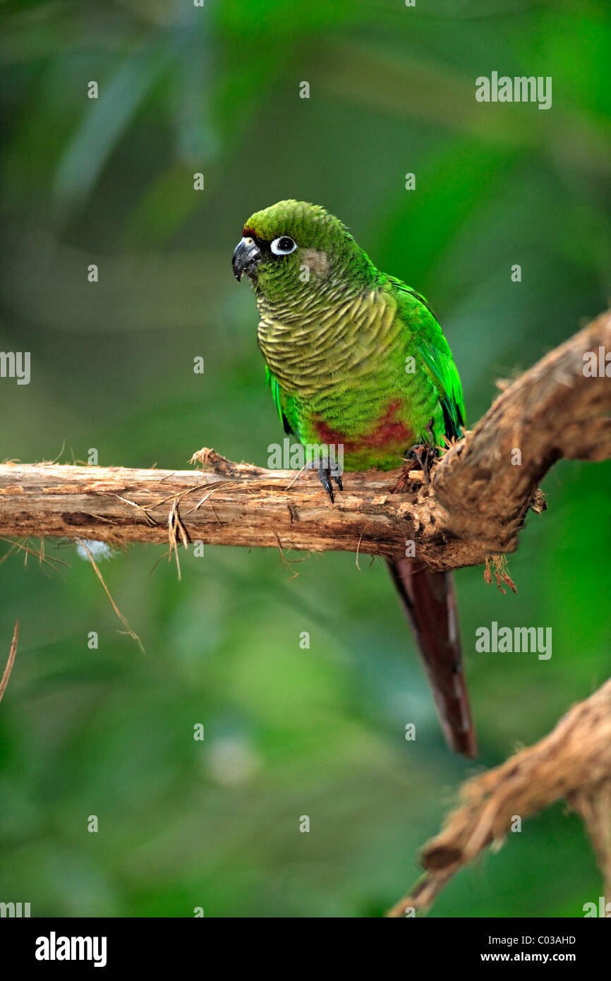 Kastanienbraun-bellied Sittich (Pyrrhura Frontalis), Erwachsenen Vogel auf einem Ast, Pantanal, Brasilien, Südamerika Stockfoto