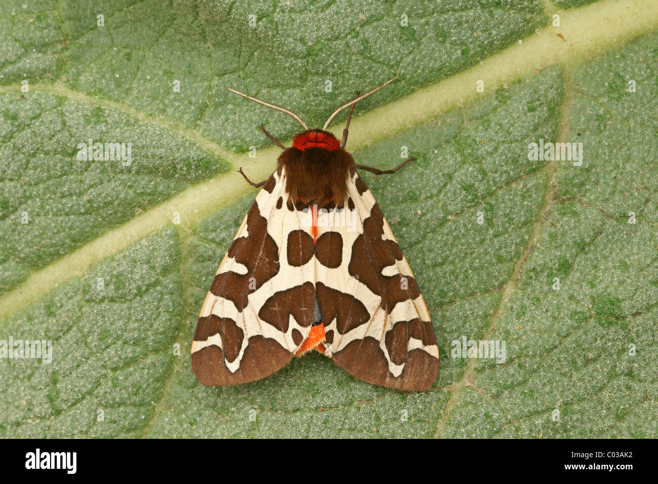 Garten Tiger Moth (Arctia Caja) Stockfoto