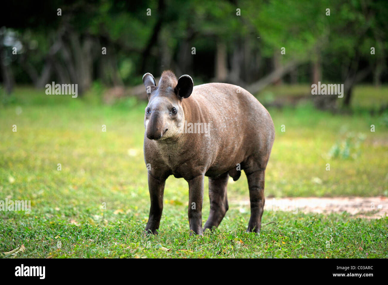 South American Tapir (Tapirus Terrestris), Erwachsene, Pantanal, Brasilien, Südamerika Stockfoto