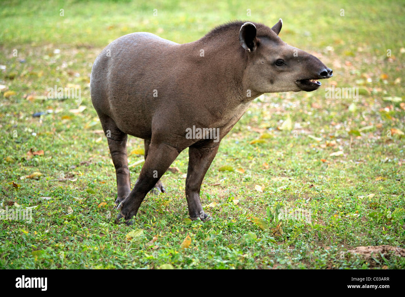 South American Tapir (Tapirus Terrestris), Erwachsene, Pantanal, Brasilien, Südamerika Stockfoto