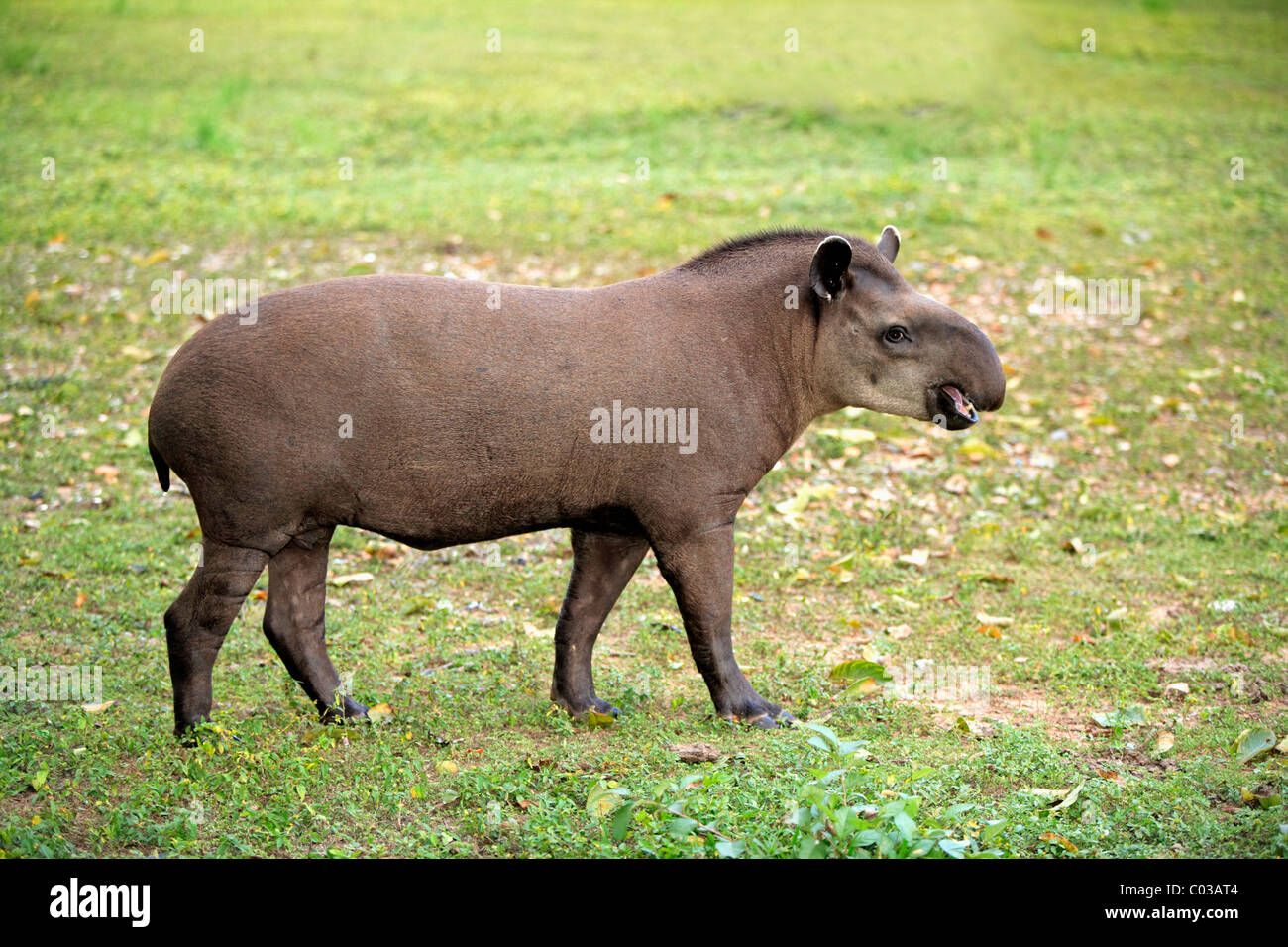 South American Tapir (Tapirus Terrestris), Erwachsene, Pantanal, Brasilien, Südamerika Stockfoto