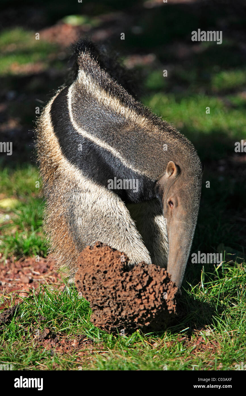 Großer Ameisenbär (Myrmecophaga Tridactyla), Erwachsene ernähren sich von Termiten in eine Termite Mound, Pantanal, Brasilien, Südamerika Stockfoto