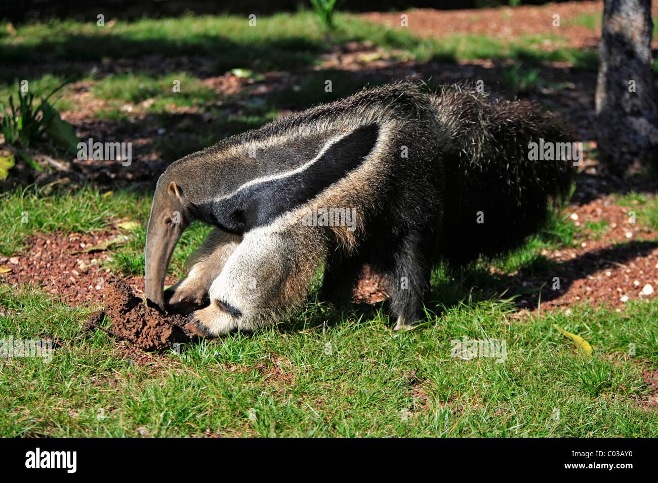 Großer Ameisenbär (Myrmecophaga Tridactyla), Erwachsene ernähren sich von Termiten in eine Termite Mound, Pantanal, Brasilien, Südamerika Stockfoto