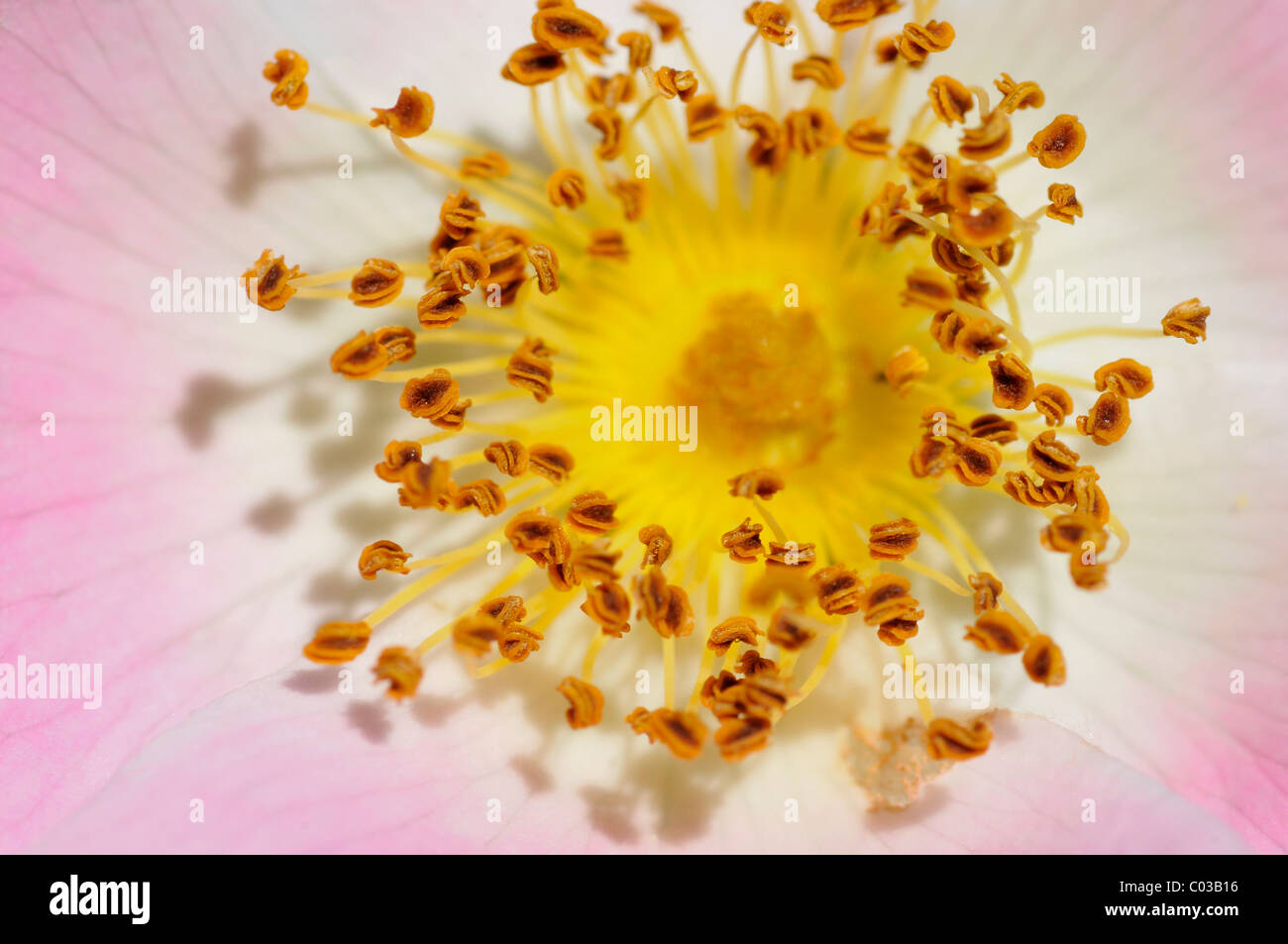 Makro-Staubbeutel der Staubblätter Hundsrose Blume (Rosa Canina) Stockfoto