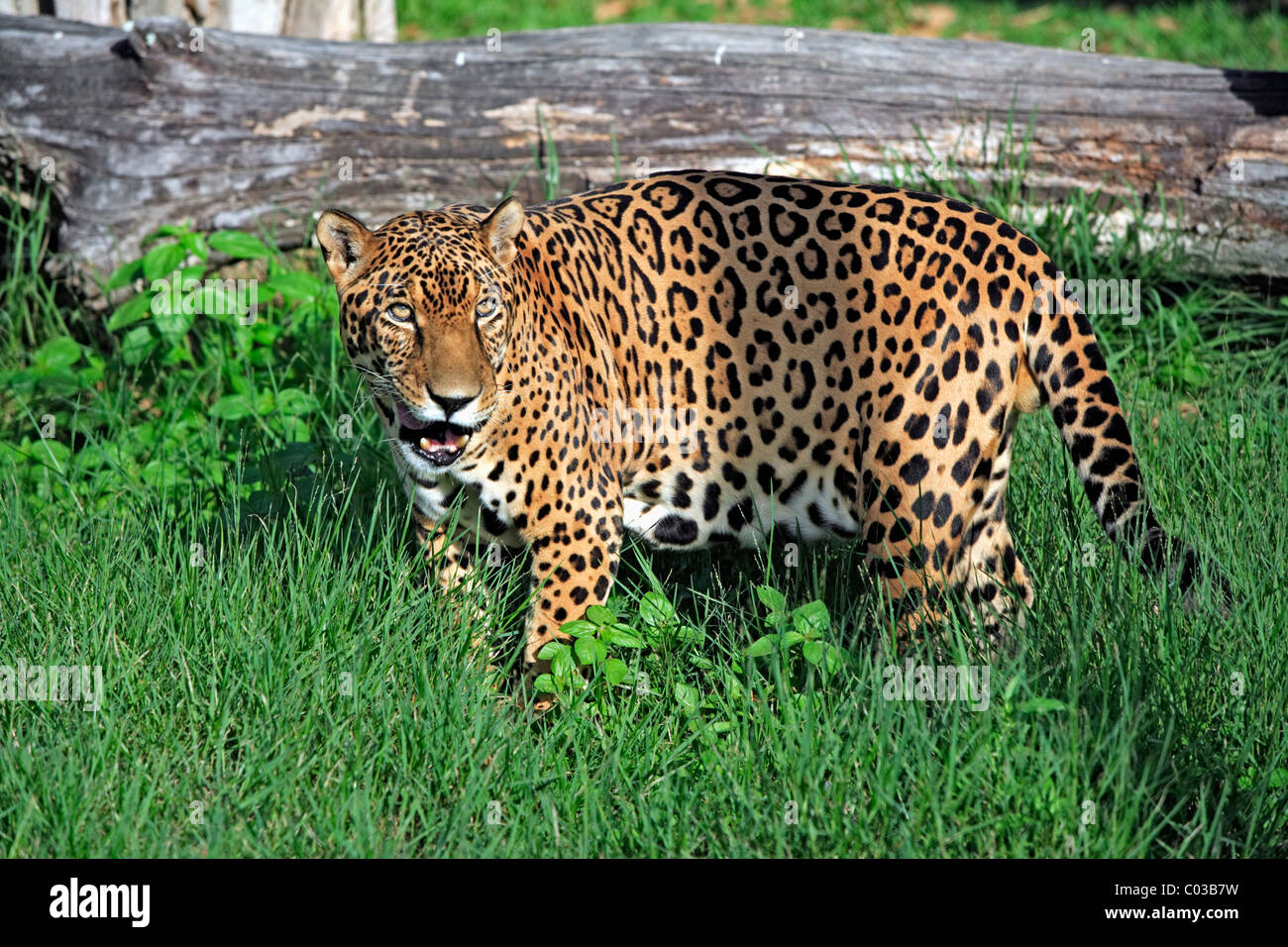Jaguar (Panthera Onca), Männchen, Pantanal, Brasilien, Südamerika Stockfoto
