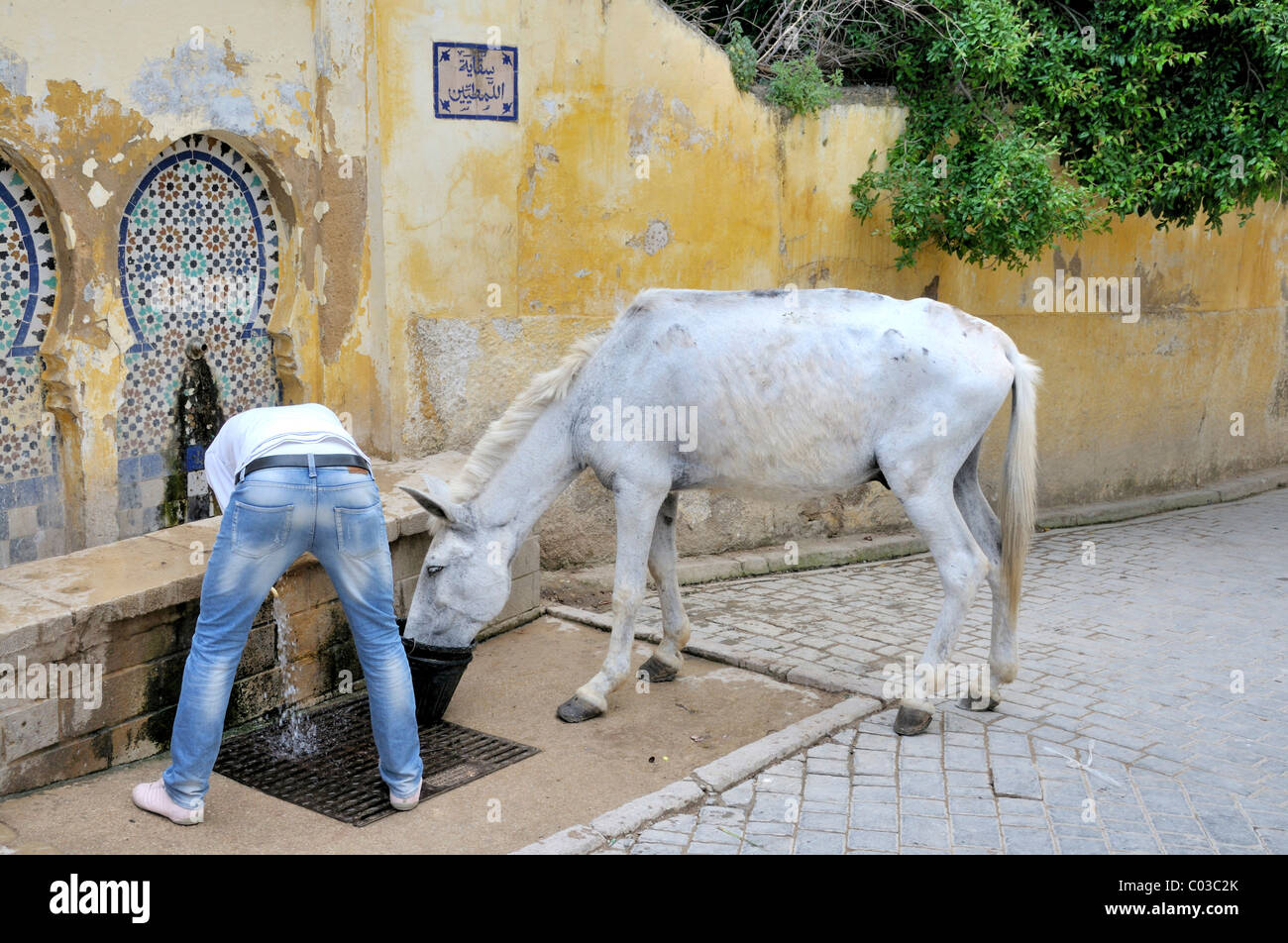 Pferd und Mensch auf einem öffentlichen Brunnen, Medina von Fes, Marokko, Afrika Stockfoto