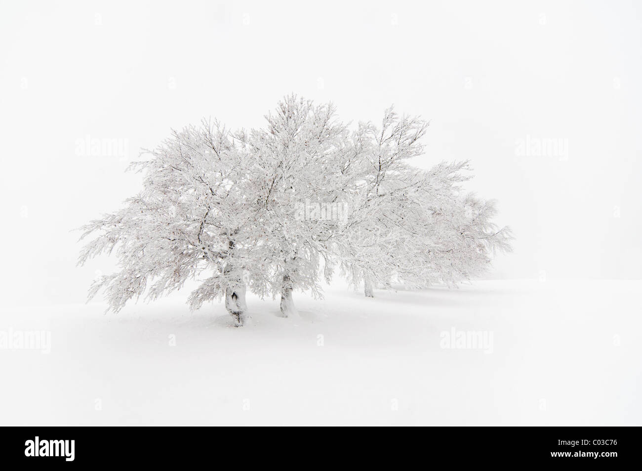 Verschneite buchen auf Mt. Schauinsland, Südschwarzwald, Schwarzwald, Baden-Württemberg, Deutschland, Europa Stockfoto