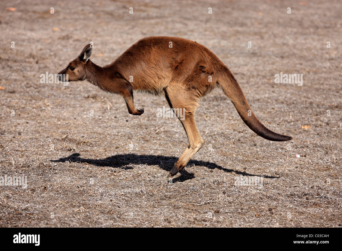 Westliche graue Känguru (Macropus Fuliginosus Fuliginosus), Sub-Spezies von Kangaroo Island, Erwachsene springen, Kangaroo Island Stockfoto