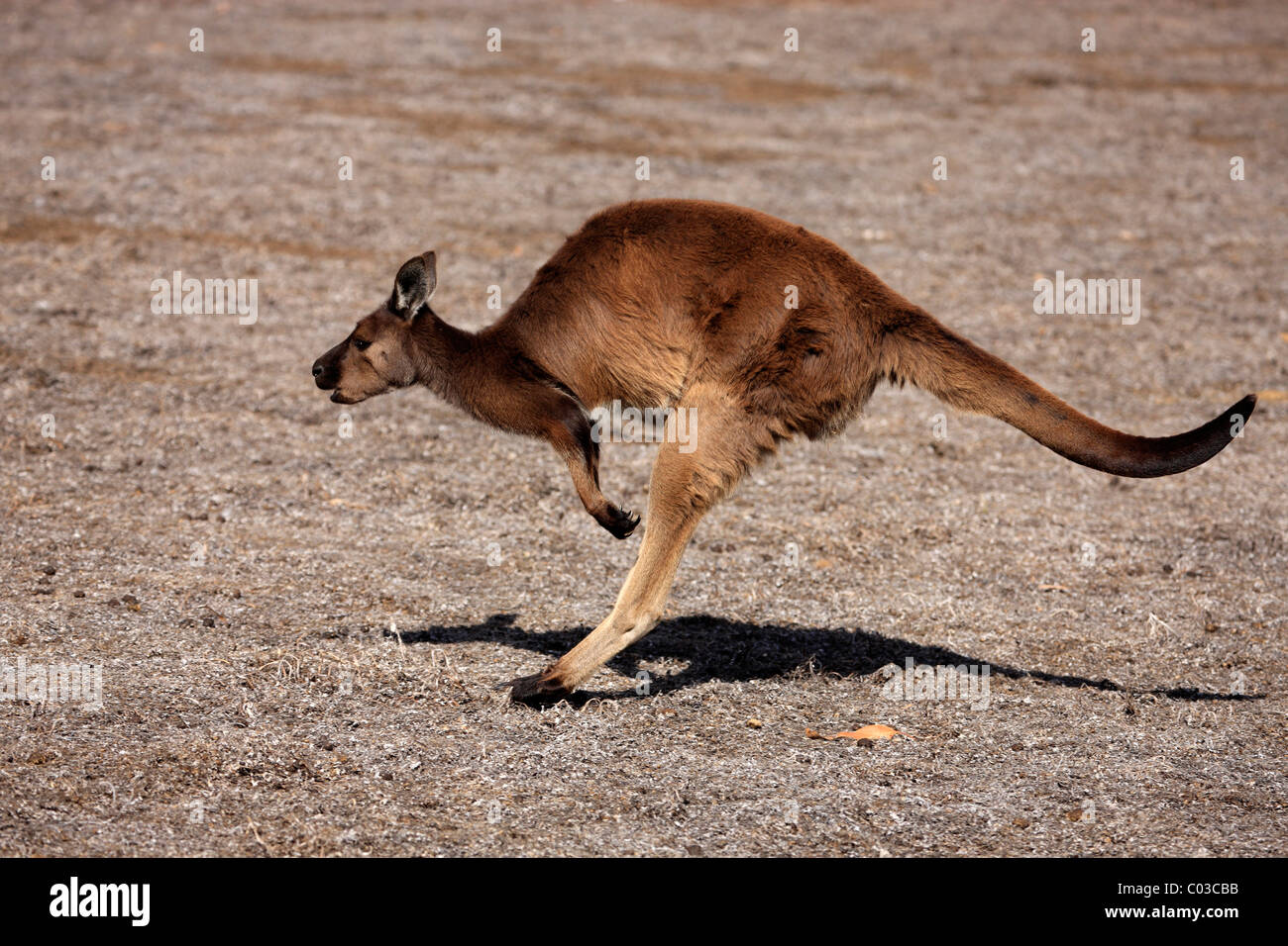 Westliche graue Känguru (Macropus Fuliginosus Fuliginosus), Sub-Spezies von Kangaroo Island, Erwachsene springen, Kangaroo Island Stockfoto